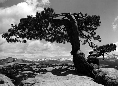 Ansel Adams - Jeffrey Pine